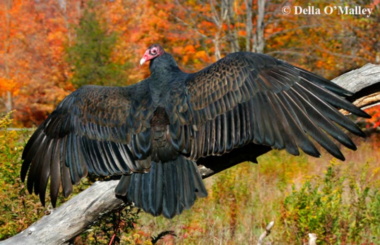 Turkey Vulture